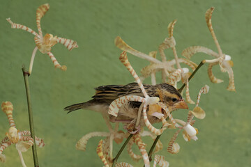 A streaked weaver bird is looking for food in the scorpion orchid flowers. This beautiful bird has...