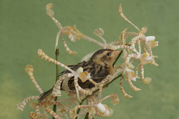 A streaked weaver bird is looking for food in the scorpion orchid flowers. This beautiful bird has...