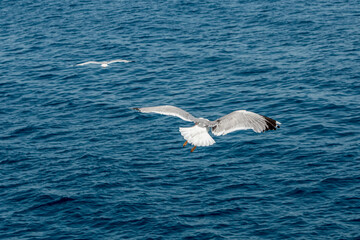 Seagull in flight over the sea in Greece.