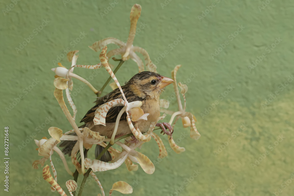 Wall mural a streaked weaver bird is looking for food in the scorpion orchid flowers. this beautiful bird has t