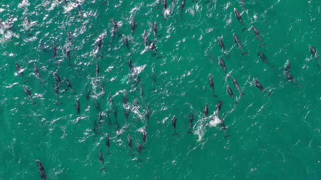 Aerial view of dolphin pod swimming in turquoise ocean waves, Western Cape, South Africa.