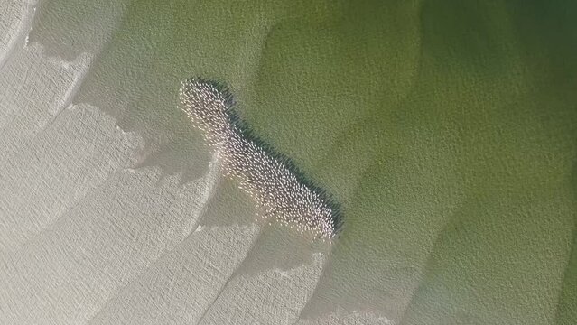 Aerial view of Flamingos in serene coastal habitat, Vilanculos, Mozambique.