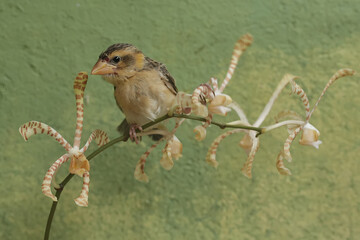 A streaked weaver bird is looking for food in the scorpion orchid flowers. This beautiful bird has...