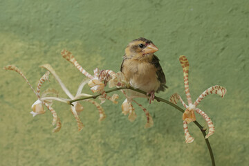 A streaked weaver bird is looking for food in the scorpion orchid flowers. This beautiful bird has...
