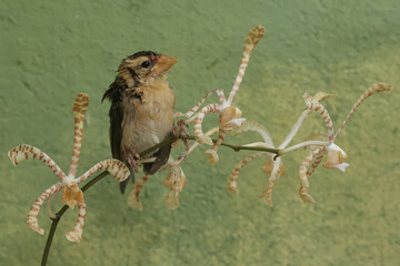 A streaked weaver bird is looking for food in the scorpion orchid flowers. This beautiful bird has...