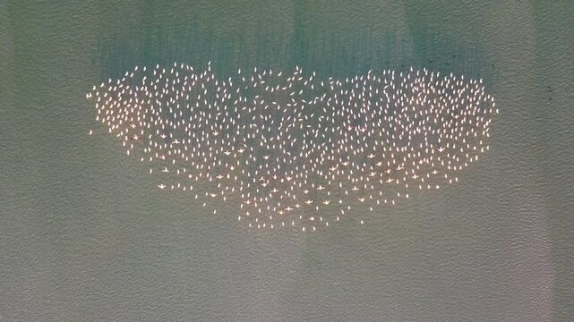 Aerial view of flamingos and birds in water, Vilanculos, Inhambane, Mozambique.