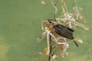 A streaked weaver bird is looking for food in the scorpion orchid flowers. This beautiful bird has...