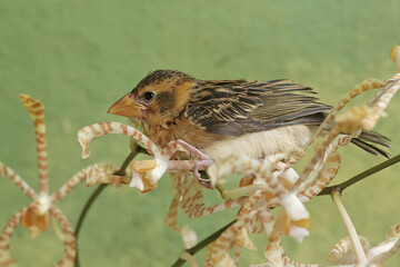 A streaked weaver bird is looking for food in the scorpion orchid flowers. This beautiful bird has...