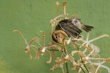 A streaked weaver bird is looking for food in the scorpion orchid flowers. This beautiful bird has...