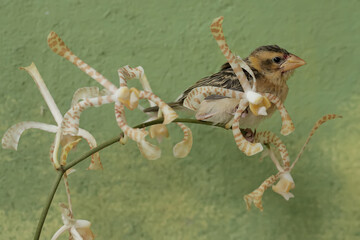 A streaked weaver bird is looking for food in the scorpion orchid flowers. This beautiful bird has...
