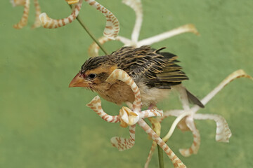 A streaked weaver bird is looking for food in the scorpion orchid flowers. This beautiful bird has...
