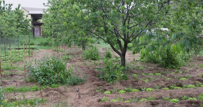 Rainy day on nature farm with cherry tree and vegetables - Cultivating an organic vegetable garden in a lush and fertile landscape - Permaculture concept