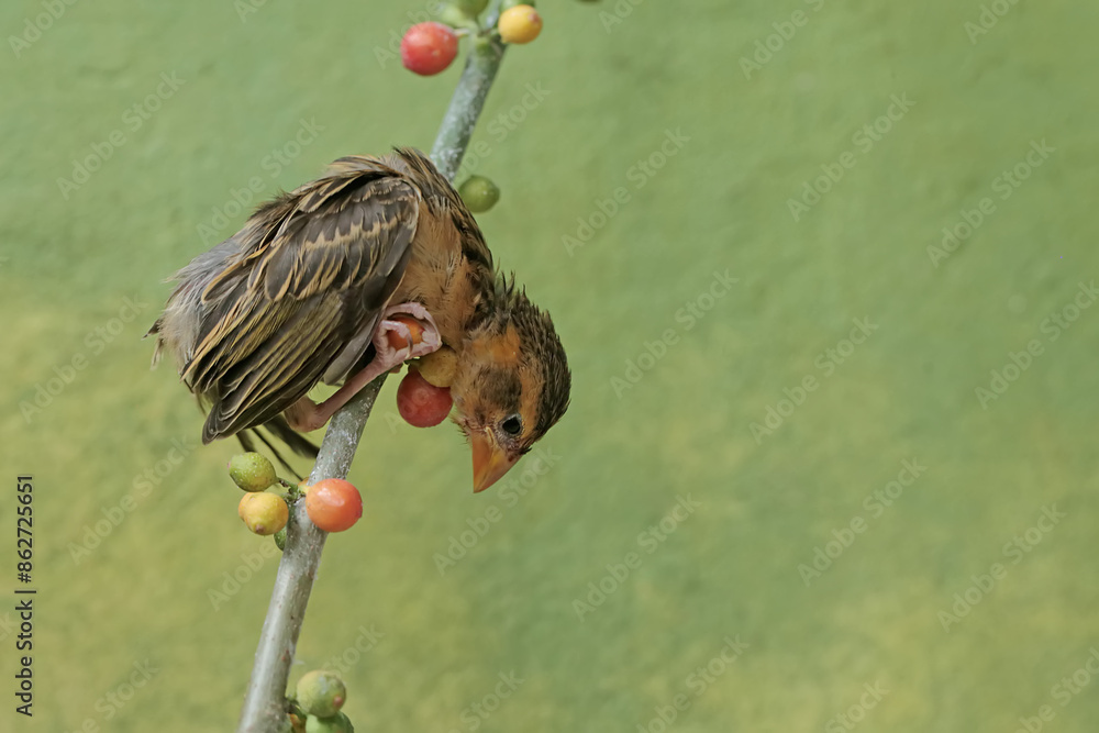 Wall mural A streaked weaver bird was perched on a branch of a wild plant covered in fruit. This beautiful bird has the scientific name Ploceus manyar.