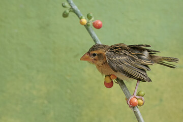 A streaked weaver bird was perched on a branch of a wild plant covered in fruit. This beautiful...