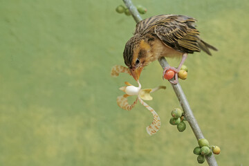 A streaked weaver bird was perched on a branch of a wild plant covered in fruit. This beautiful...
