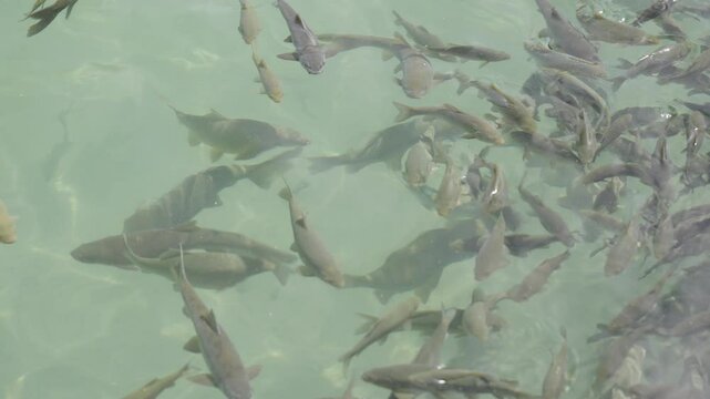 carp fish swimming in the lake, Sanliurfa Turkey