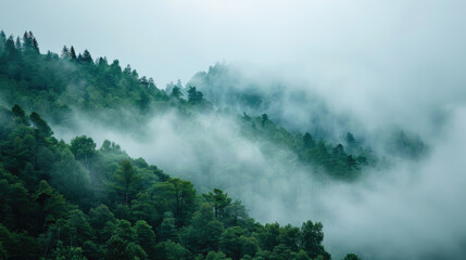 Misty foggy mountain landscape with fir forest