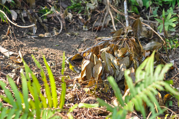 Danaus melanippus, black streaked tiger, white tiger, common tiger or eastern common tiger sits on a dry branch.