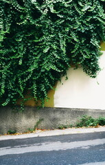 Ivy Covered Wall With Road In Front Vertical Natural Light Photo