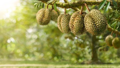 Durian fruit hanging on tree in durian farm.