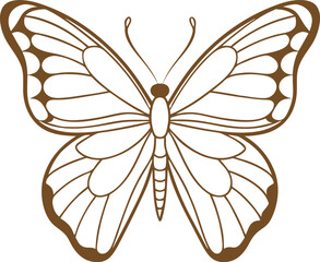 butterfly on white background