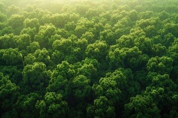 A lush green forest with trees of various sizes. The trees are densely packed, creating a sense of depth and abundance. The sunlight filters through the leaves, casting a warm glow on the forest floor