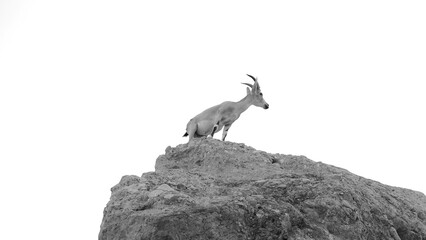 Black And White Ibex On Rocky Summit Minimalist Photo