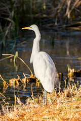 ダイサギ　東京都葛飾区水元公園