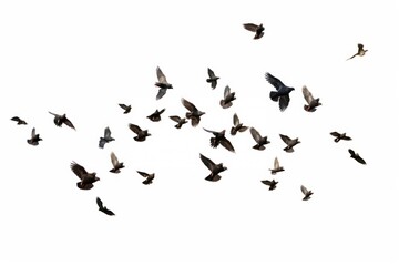 Fototapeta premium Flocks of flying pigeons flock animal bird.