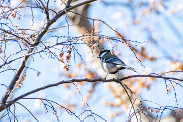 シジュウカラ　東京都葛飾区水元公園