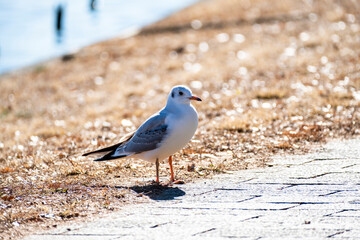ユリカモメ　東京都葛飾区水元公園