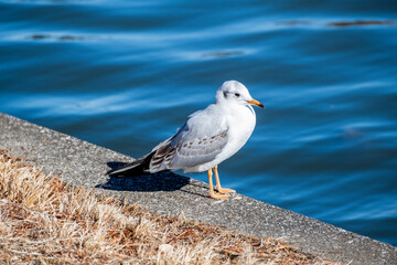 ユリカモメ　東京都葛飾区水元公園