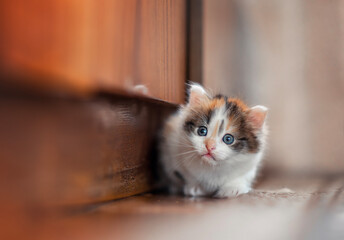 a beautiful little curious fluffy kitten sits on the floor and looks scared