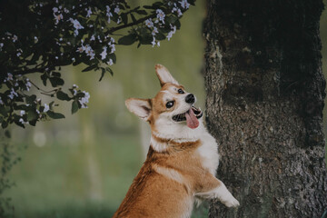 A funny female pembroke welsh corgi with big ears 