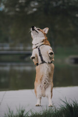 A funny female pembroke welsh corgi with big ears 