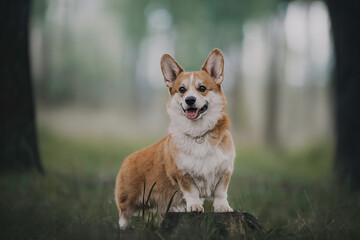 A funny female pembroke welsh corgi with big ears 