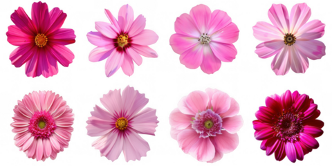 Collection of Eight Pink Flowers