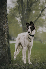 Portrait of happy beige dog breed russian borzoi running in the violet flowers field in summer.