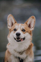 A funny female pembroke welsh corgi with big ears 