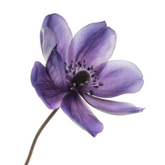 Dark Purple Flower