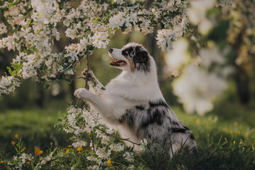 Close-up portrait of a funny female marbled australian shepherd among blooming apple orchards...