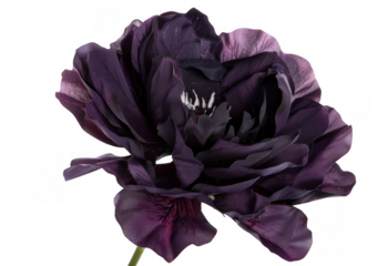 Dark Purple Flower