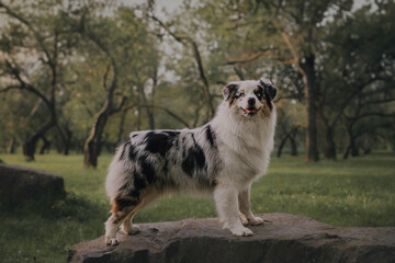 Close-up portrait of a funny female marbled australian shepherd among blooming apple orchards against the backdrop of the setting sun