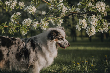 Fototapeta premium Close-up portrait of a funny female marbled australian shepherd among blooming apple orchards against the backdrop of the setting sun