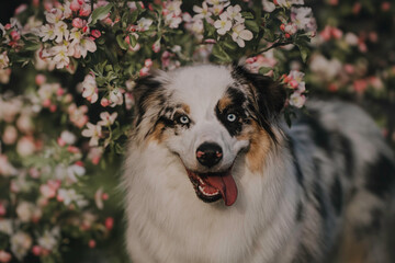 Close-up portrait of a funny female marbled australian shepherd among blooming apple orchards...
