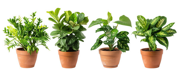 Four Different Potted Plants with Lush Green Leaves