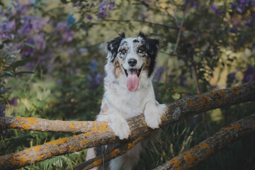 Close-up portrait of a funny female marbled australian shepherd among blooming apple orchards...