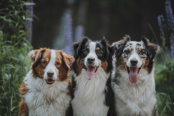 Close-up portrait of a funny female marbled australian shepherd among blooming apple orchards against the backdrop of the setting sun