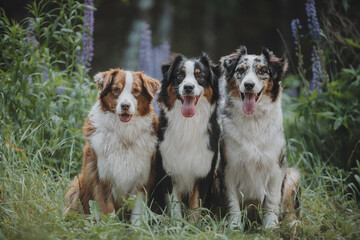 Close-up portrait of a funny female marbled australian shepherd among blooming apple orchards...