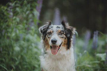 Close-up portrait of a funny female marbled australian shepherd among blooming apple orchards against the backdrop of the setting sun